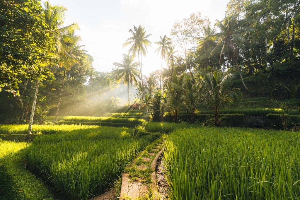 Bali View Ubud